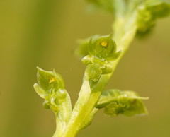Microtis oblonga