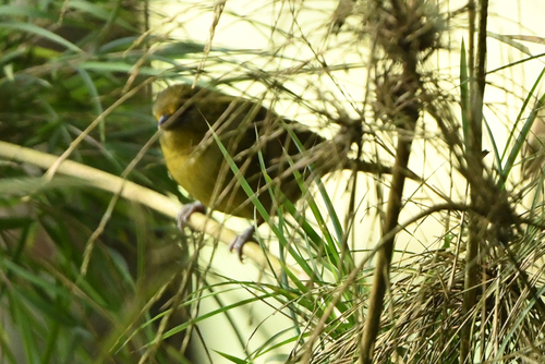 Oleaginous Hemispingus (Sphenopsis frontalis), photo 6