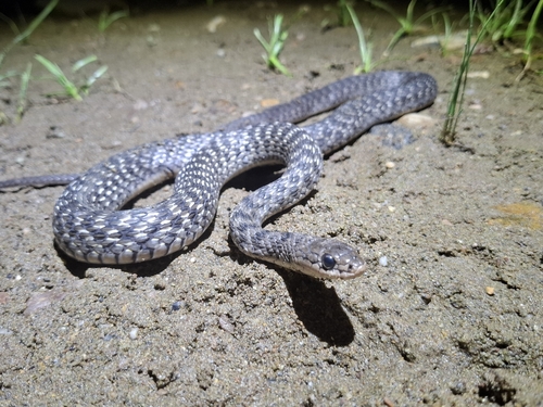 Common keelback sighting