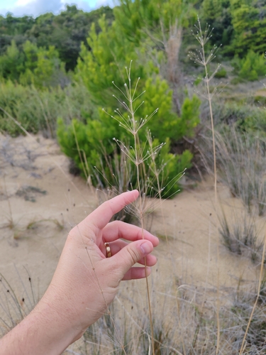 Scented Grass (Chrysopogon gryllus)