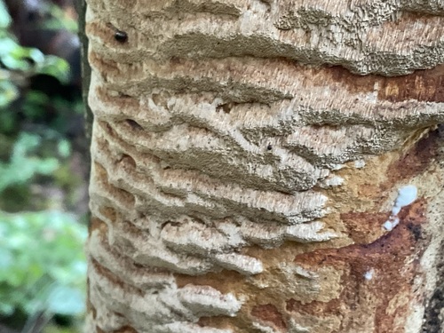 Fuscoporia ferrea, 2025-10-27