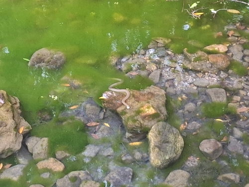 Common keelback sighting