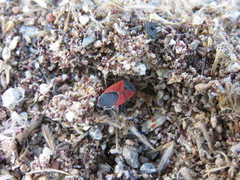 Melanopleurus belfragei