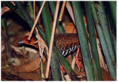 Rallina fasciata