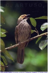 Pycnonotus zeylanicus