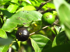 Cordiera sessilis