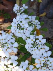 Iberis semperflorens