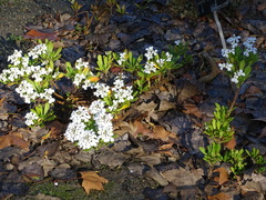 Iberis semperflorens