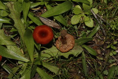 Contumyces vesuvianus