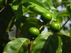 Cordiera sessilis