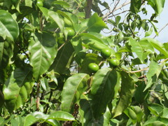 Cordiera sessilis