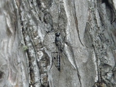 Aulacidae