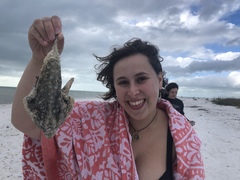 Ogcocephalidae
