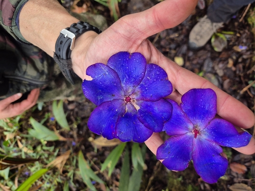 Meriania brachycera, photograph 6