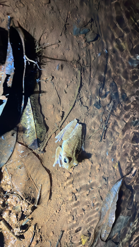 Usina Tree Frog