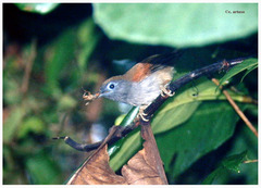 Cyanoderma erythropterum