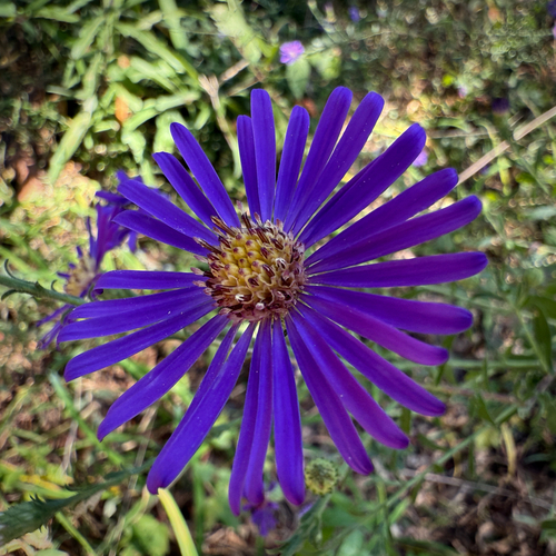 Symphyotrichum georgianum