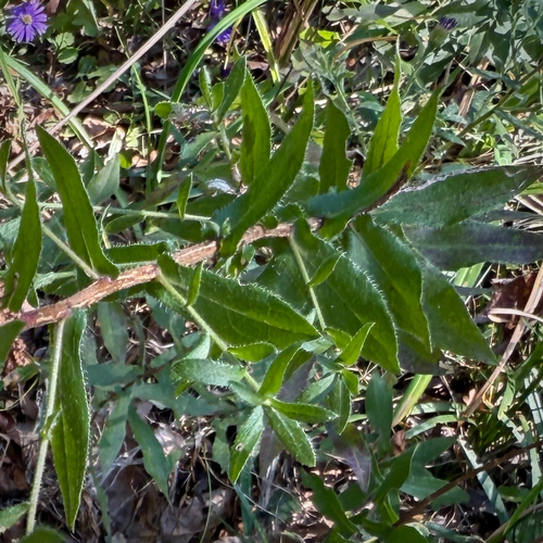 Symphyotrichum georgianum, photograph 4