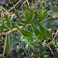 Symphyotrichum georgianum, photograph (c) Caroline Kane, some rights reserved (CC BY)
