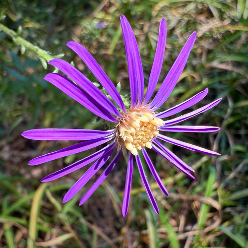 Symphyotrichum georgianum, photograph 1