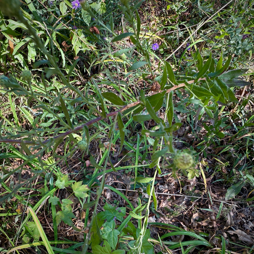 Symphyotrichum georgianum, photograph 3