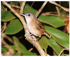 Malacocincla sepiaria