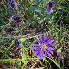 Symphyotrichum georgianum, photograph (c) Caroline Kane, some rights reserved (CC BY)
