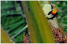 Psittacula longicauda