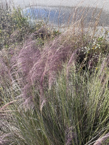 Hairawn Muhly (Muhlenbergia capillaris)