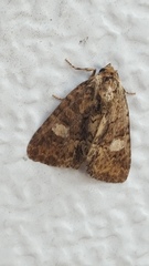 Phosphila miselioides