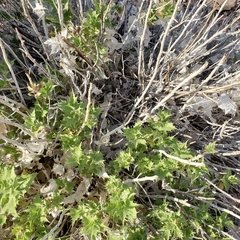 Ambrosia ilicifolia