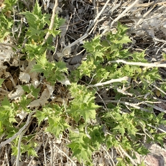 Ambrosia ilicifolia