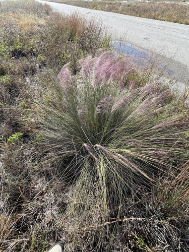 Muhlenbergia capillaris, photograph 3