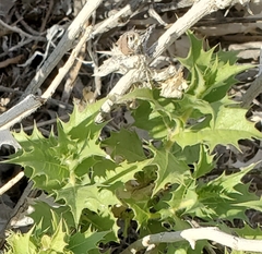 Ambrosia ilicifolia