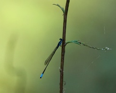 Acanthagrion gracile