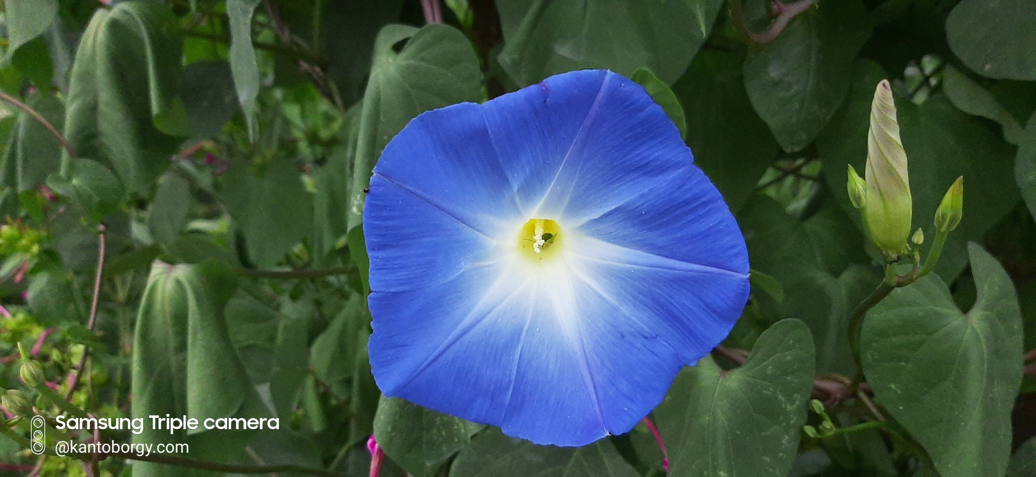 Ipomoea tricolor image