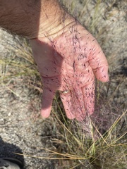 Muhlenbergia capillaris, photograph author not stated, no rights reserved