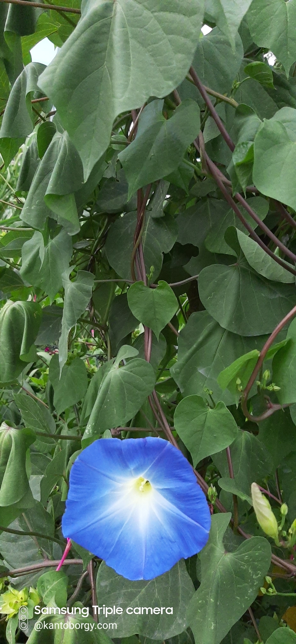 Ipomoea tricolor image