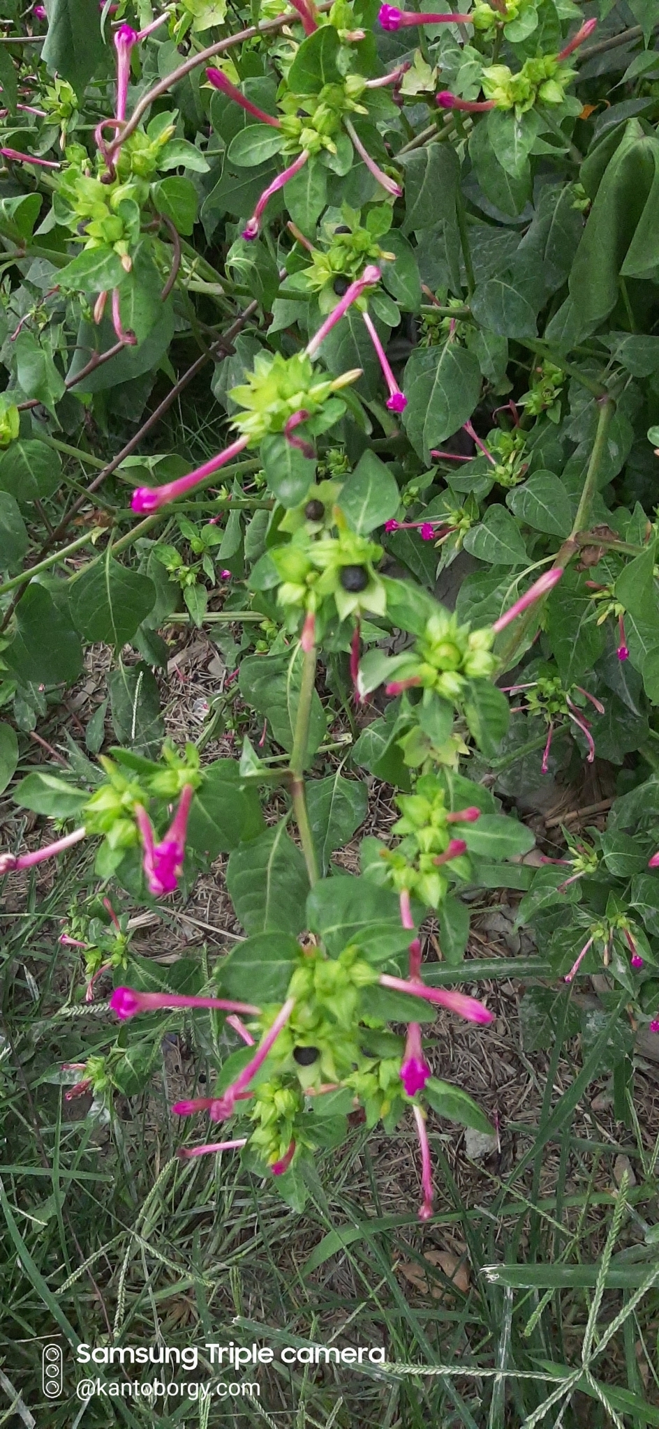 Nyctaginaceae image
