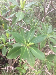 Rhizophora mangle image