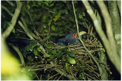 Phaenicophaeus sumatranus