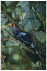 Phaenicophaeus sumatranus