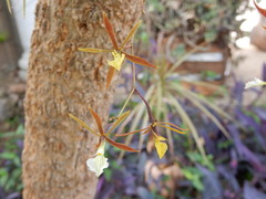 Encyclia nematocaulon