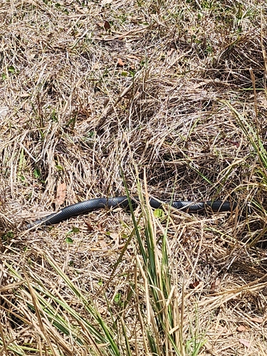 Red-bellied Black Snake sighting
