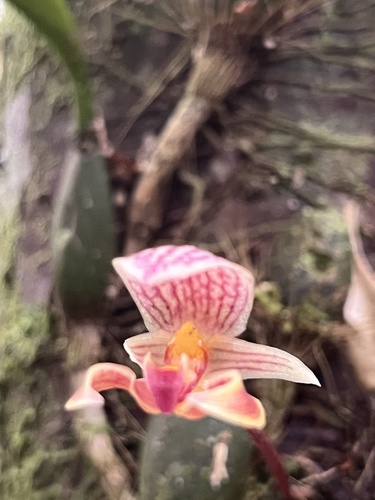 Hyalosemoides Orchid