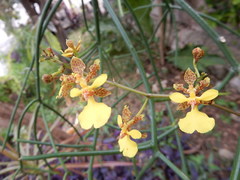Trichocentrum yucatanense