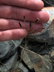 Pectis linifolia