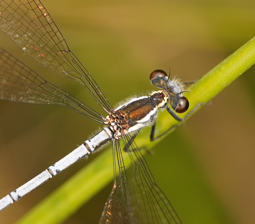 grey flatwing