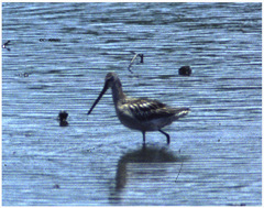 Limnodromus semipalmatus