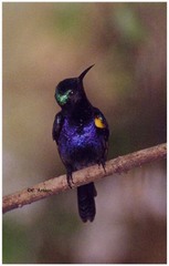 Leptocoma calcostetha